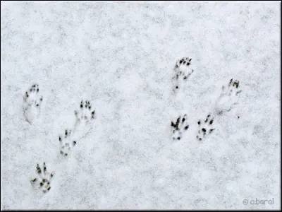 À quel animal correspondent ces empreintes ?