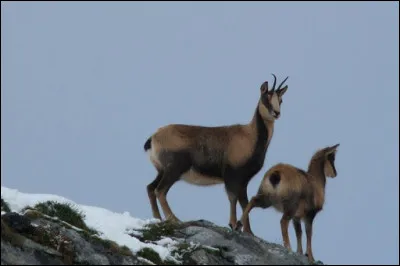 Quel animal est-ce ?