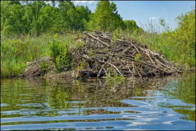 Je suis un animal qui vit près de l'eau, je fais ma maison sur les berges où sur l'eau. Qui suis-je ?