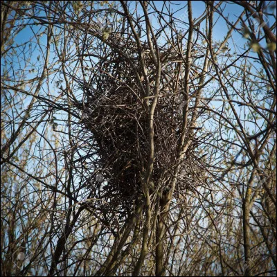 Je suis un oiseau blanc et noir, on me traite de voleuse. Qui suis-je ?
