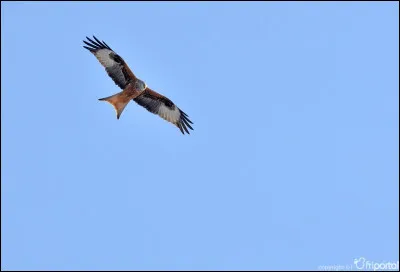 Je suis un grand oiseau, ma queue forme un « m ». Qui suis-je ?