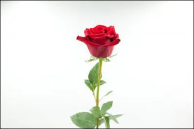 Beurk ! Tu ne sens pas la___ !