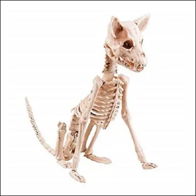 Y a t-il des os dans le nez ?