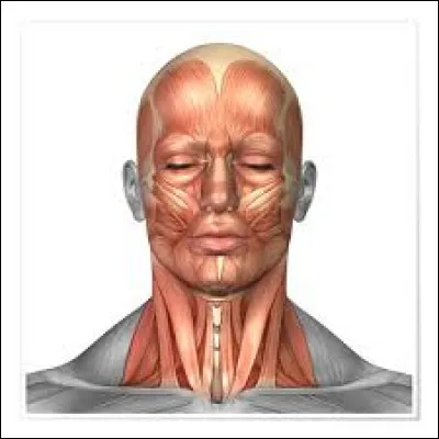 Le nez correspond à la partie___du visage.