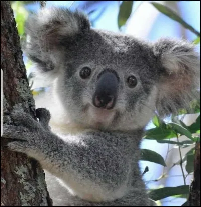 Courage, c'est la dernière question ! On va terminer sur du simple ! Où habitent les koalas ?
