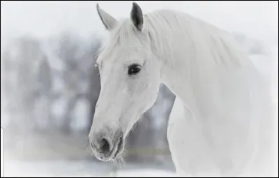 Facile : de quelle robe (couleur) est cette jument ?