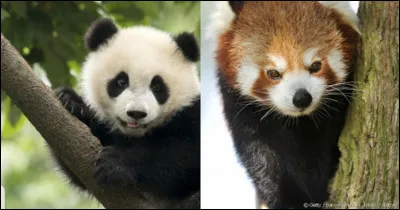 Plus difficile. Est-ce que le panda géant et le panda roux font partie de la même famille ?