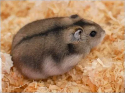 Quelle est la taille maximale d'un hamster nain ?