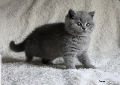 Plus que deux questions ! Quelle est cette race de chat ?