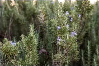 Bien ! Vous &ecirc;tes parvenu &agrave; la fin de votre parcours floral ! Pour cette derni&egrave;re question, je vais vous demander de trouver mon parfum. Je suis le romarin ! Bonne chance !