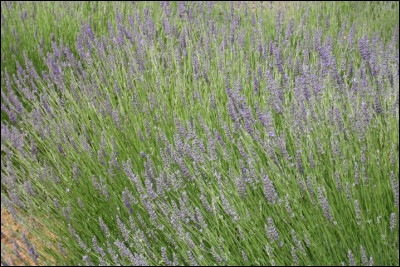 Je suis une fleur violette, qui possède une odeur puissante et très camphrée. Mon nom latin est Lavandula latifolia. On peut fabriquer de l'huile essentielle à partir de ma fleur. Je suis...