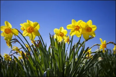 Je suis une fleur jaune qui poss&egrave;de une odeur tr&egrave;s gaie, p&eacute;tillante, voire m&ecirc;me ap&eacute;ritive. Mon nom commun est :