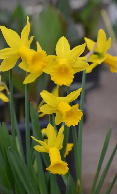 Je suis une fleur jaune. Ma senteur est l&eacute;g&egrave;re, fleurie et fra&icirc;che. Mon nom rappelle un personnage de la mythologie grecque. Qui suis-je ?
