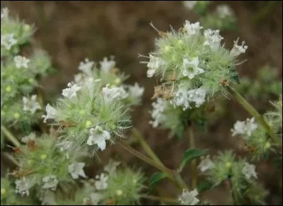 Je suis une fleur qui poss&egrave;de une odeur chaude. Mon petit nom est marjolaine d'Espagne. &Agrave; vous maintenant de trouver ma senteur !