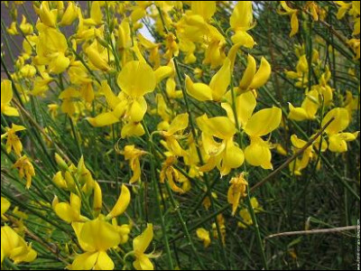 Je suis le Genêt d'or ! Une petite fleur jaune, je suis présente dans le Sud de la France. Mon nom latin est Spartium junceum. Trouvez mon parfum !