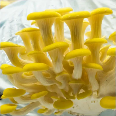 La vanille sent très bon.