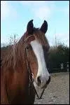 Comment appelle-t-on la tache blanche que ce cheval a sur sa tte ?