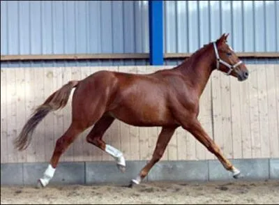 Comment appelle-t-on les pattes de devant du cheval ?