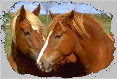 Comment appelle t-on le groupes de Poneys, chevaux nes et zbres,