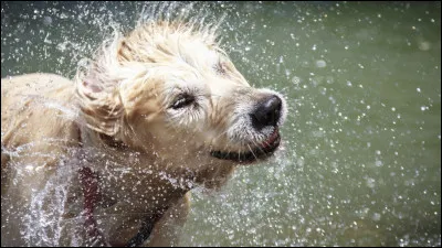 Congelé, le petit chien ______.