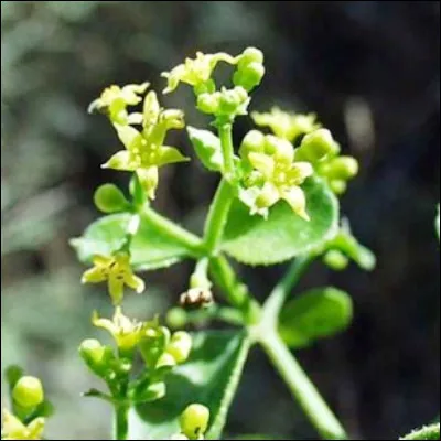Quelle fleur jaun&acirc;tre donne son nom &agrave; une couleur rouge vif ?