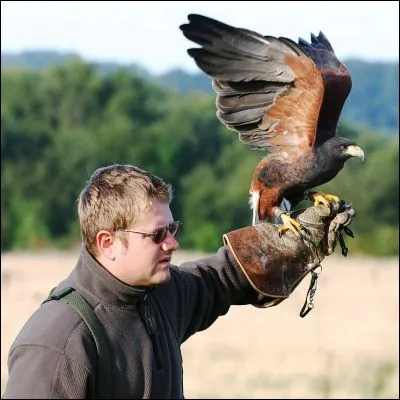 Comment appelle-t-on la chasse &agrave; l'aide d'un oiseau de proie ?