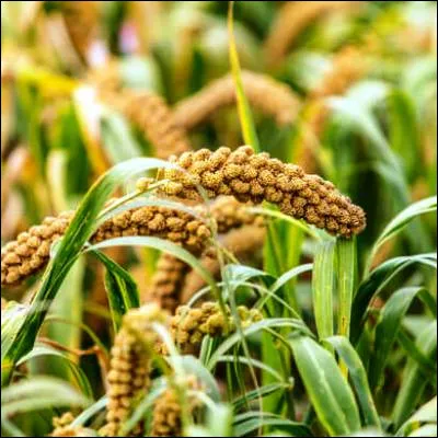 Laquelle de ces c&eacute;r&eacute;ales vient d'Afrique ?