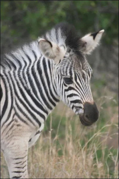 Vous apercevez un bébé, il fait tout juste la taille d'un poney ! Votre guide explique que les zèbres ont une excellente vue, qu'ils occupent un rôle de protection envers les autres animaux. Il dit qu'ils sont assez répandus, formant une population d'environ :