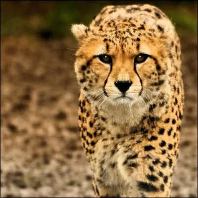 Votre guide vous apprend que ces majestueux félins peuvent courir jusqu'à :