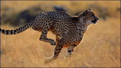 Il vous raconte aussi qu'ils mesurent de 80 à 90 cm de hauteur et que leur longueur est de 90 cm à 1, 4 m sans leur queue. Il vous demande jusqu'à combien peut mesurer leur queue.