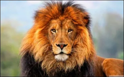 À nouveau, il vous apprend tout. Il vous garde juste une petite question. En liberté, combien de temps vivent ces félins roux ?