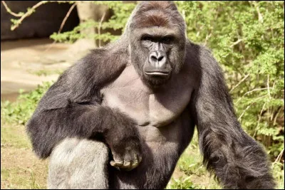 Presque une heure s'est écoulée sans voir le moindre animal. Au moment où vous commencez à vous ennuyer ferme, un énorme singe noir apparaît. Il s'agit bien évidemment du :