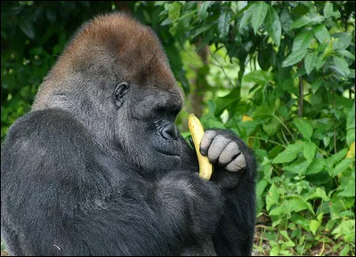 Votre guide tombe presque de la voiture lorsqu'il s'exclame : 
Nous l'avons enfin trouvé ! Ce grand singe, contrairement aux deux sortes de félins que nous avions croisées jusqu'à maintenant, est très répandu dans le monde : on le trouve en Angola, au Gabon, en Guinée équatoriale, en République du Congo, au Cameroun et en République centrafricaine ! Il est en danger d'extinction, il en reste encore  :