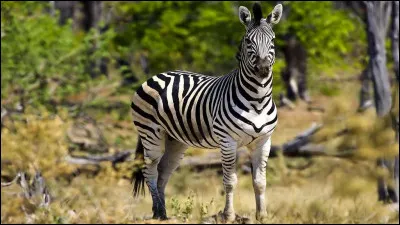 Vous attendez que le rhinocéros boive et passe son chemin avant de poursuivre l'expédition. Là-bas, au loin, vous apercevez un équidé rayé de noir, il s'agit bien évidemment du :