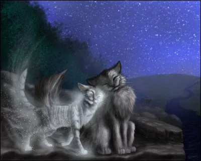 Qui est ce joli couple de chats ?