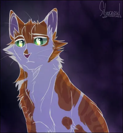 Connaissez-vous ce chat ?