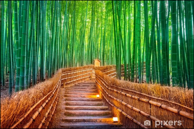 Dans quelle ville du Japon se trouve la bambouseraie d'Arashiyama ?