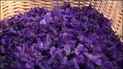 Quelle commune des Alpes-Maritimes (06) est réputée pour ses violettes ?