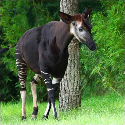 Quel animal apercevons-nous ici ?