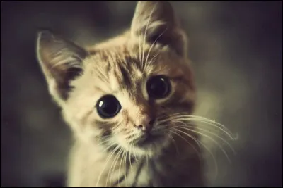 Quel animal pr&eacute;f&egrave;res-tu ?