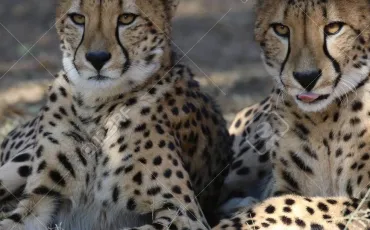 Quiz Animaux