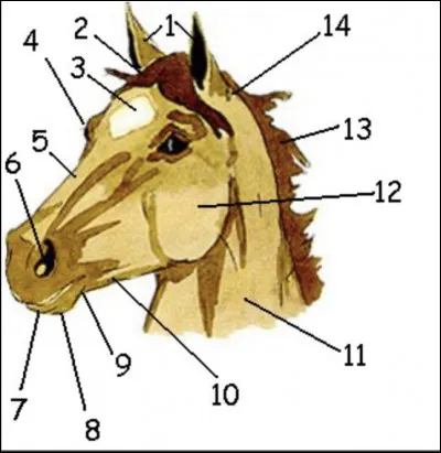 Comment s'appelle le numéro 4 ?