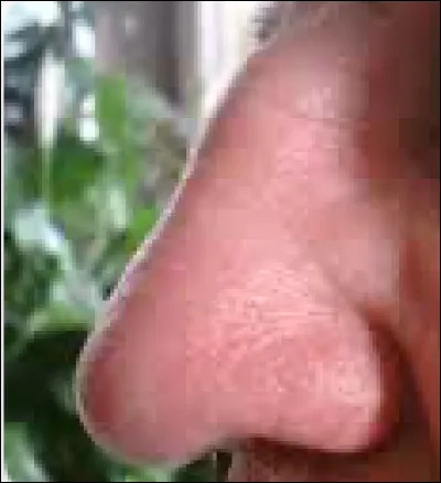 Quel sens le nez a-t-il ?