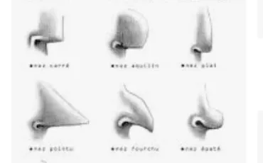 Quiz Anatomie