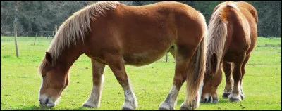 Comment s'appelle l'équipement que l'ont met sur le dos d'un cheval ?