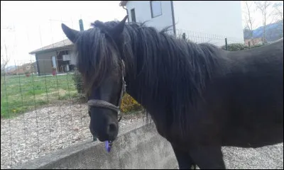 Quand doit-on couper la crinière de notre poney/cheval ?
