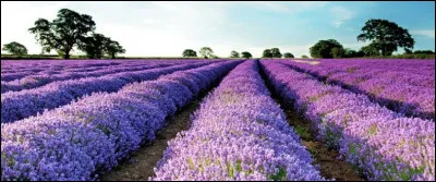Entre les hautes maisons d'une rue particulièrement étriquée, vous passez devant un joli petit espace vert parsemé de ces petites plantes mauves et violettes. L'odeur vous redonne le sourire et vous rappelle vos dernières vacances dans votre villa avec piscine en campagne provençale. Quelles sont ces plantes à l'odeur si suave ?