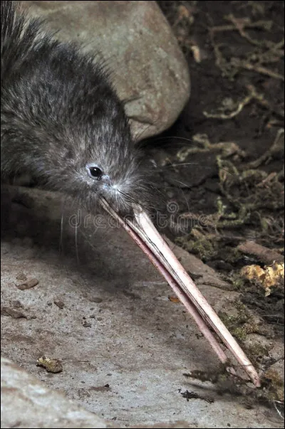 Quels animaux ont ce "nez" ?