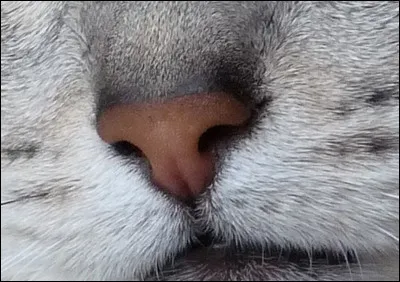 À qui appartient ce "nez" ?