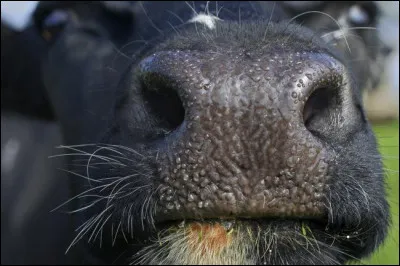 Quels animaux ont ce "nez" ?